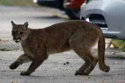 الأول منذ عشرين عامًا.. مقتل شاب بعد هجوم من أسد الجبال