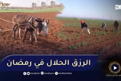 سعيدة: رغم مشقة الصيام.. المواظبة على العمل بالحقول مبدأ فلاحو رأس قرسيف