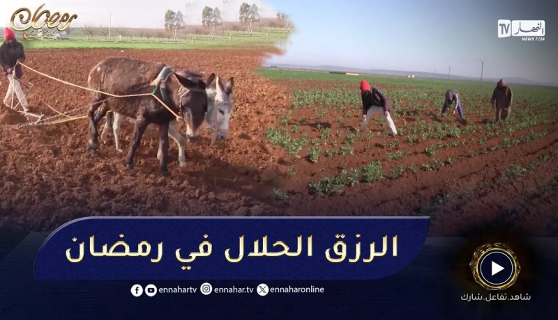 سعيدة: رغم مشقة الصيام.. المواظبة على العمل بالحقول مبدأ فلاحو رأس قرسيف