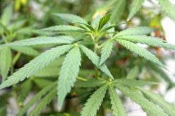 الجرذان تأكل الماريغوانا داخل مقر للشرطة الأمريكية