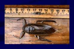 طوله 12 سم.. الإبلاغ عن “بق” مائي عملاق في البحر الأبيض المتوسط