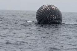 بالفيديو.. صياد نرويجي يصور حوتًا على وشك الانفجار