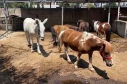 مزرعة الرعب.. العثور على جثت حيوانات وجماجم وسط الكلاب والأحصنة