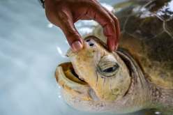 زنزيبار: وفاة 8 أطفال وامرأة ونقل 78 آخرين للمستشفى بعد تناول لحم السلاحف