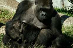 حارسا حديقة يعلقان مع غوريلا في حظيرة