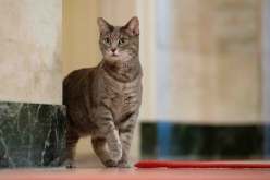 زوجة الرئيس الأمريكي تعتزم نشر كتاب عن “ويلو” قطة البيت الأبيض