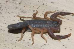 كندا: رجل يتعرض للدغة عقرب كان مختبئا في الموز بسوبر ماركت