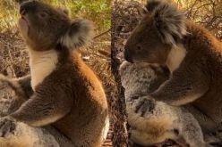 فيديو مؤثر.. كوالا يبكي على وفاة شريكته يحطم قلوب الملايين