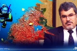 رفع التجميد عن صيد المرجان بعد أزيد من 20 سنة من توقيفه
