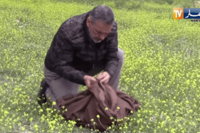 سطيف: البروفيسور جرار من مدرجات الجامعة إلى قطف الأعشاب وتوفيرها للمرضى