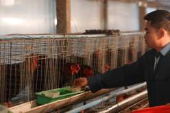 الصحة العالمية تحذر.. تسجيل إصابة بشرية نادرة بأنفلونزا الطيورH9N2