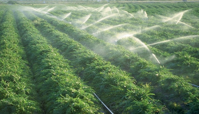 تحديد تاريخ 19 ماي لانطلاق الإحصاء العام للفلاحة