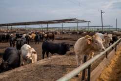 الصحة العالمية تحذر.. العثور على فيروس H5N1 في حليب الأبقار بأمريكا