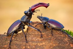 الخنافس تغزو طرقات السعودية