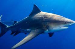 سمكة قرش تهاجم سائحا بريطانيا في بحر الكاريبي