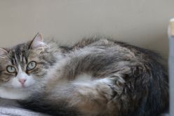 صادم.. مراهق يقتل قطة برصاصة في الرأس ثم يلعب مباراة بجثتها