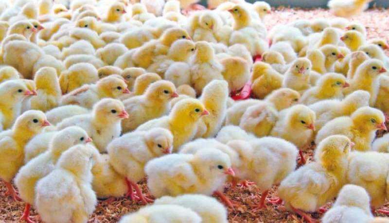 10 دينار سعر الصيصان.. وعزوف كبير من المربين على اقتنائها