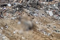 مبادرة الجزائر: مجلس الأمن يدعو لتحقيق مستقل في المقابر الجماعية بغزة