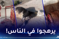 توقيف 3 أشخاص وحجز 20 قنطار من اللحوم بقسنطينة