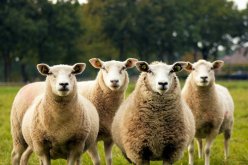 فرنسا: تسجيل أربعة أغنام في مدرسة !