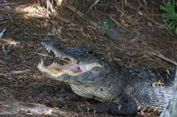 الولايات المتحدة: العثور على جثة امرأة في فم تمساح