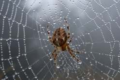 أسوأ كابوس.. العثور على عنكبوت داخل أذن مريض