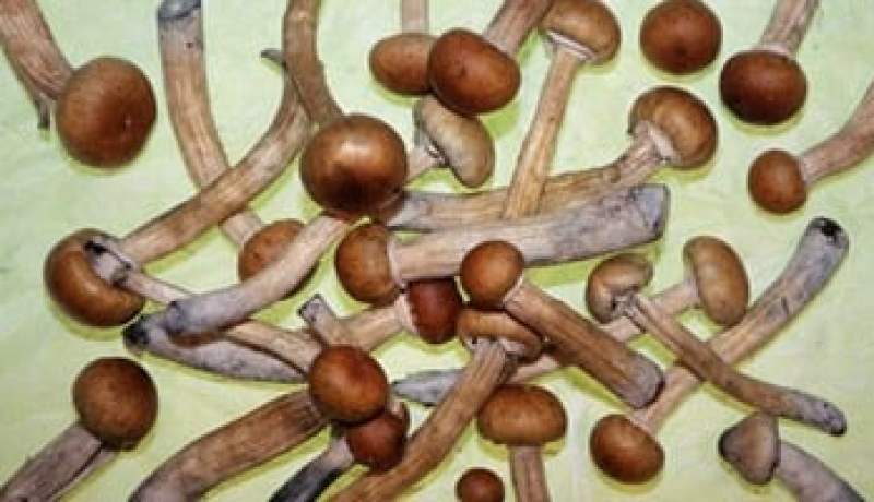 الحبس لطالب جامعي قام بغرس نبتة الفطر السحري المخدرة بإقامة الجامعة