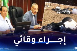البويرة: غلق السوق الاسبوعي للمواشي بعد تسجيل اصابات بمرض الجلد العقدي للابقار