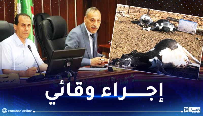 البويرة: غلق السوق الاسبوعي للمواشي بعد تسجيل اصابات بمرض الجلد العقدي للابقار