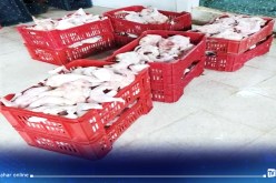 عين الدفلى: حجز ازيد من قنطار ونصف من الدجاج الفاسد بالعبادية