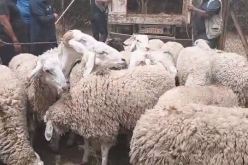 بالفيديو.. فتح نقاط بيع جديدة لرؤوس الماشية بهذه الأسعار