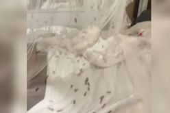 بالفيديو.. غزو للحشرات يقلب رحلة سياحية إلى فيلم رعب