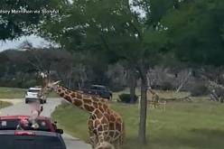 بالفيديو.. زرافة ترفع رضيعة في الهواء