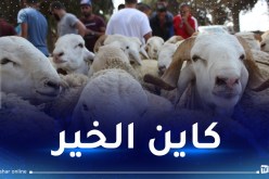 10 آلاف خروف دفعة أولى.. هكذا يتم بيع أضاحي العيد