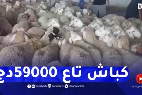 شاهد..كباش من الحجم الصغير بسعر 59 ألف دج