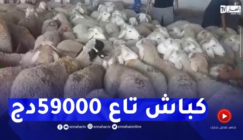 شاهد..كباش من الحجم الصغير بسعر 59 ألف دج