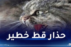 بالصور.. قط متشرد يثير الرعب في براقي