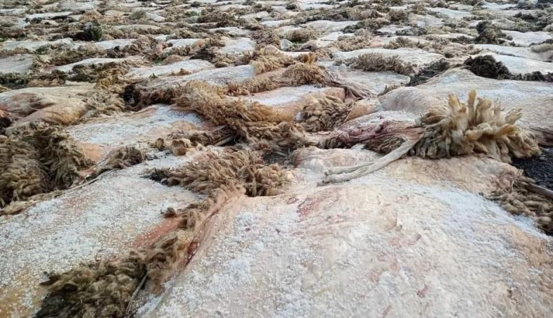 الأغواط: جمع 9360 قطعة جلد في عيد الأضحى المبارك