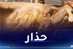 وزارة الفلاحة: هذه طريقة إنتقال مرض “الجلد العقدي” لدى الأبقار