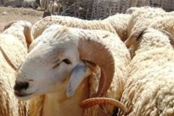 ألفيار: فتح نقطتي بيع جديدة لأضاحي العيد في عين البنيان وبابا علي