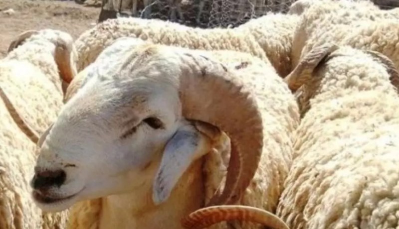 ألفيار: فتح نقطتي بيع جديدة لأضاحي العيد في عين البنيان وبابا علي