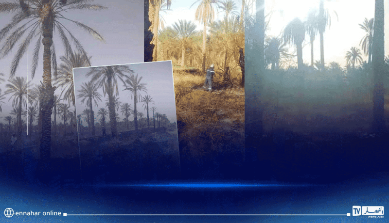 المغير:  منع انتشار ألسنة النيران لأزيد من 5 هكتارات نخيل بسيدي عمران