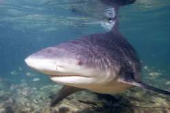 الولايات المتحدة: ثلاثة جرحى في هجومين لأسماك القرش بفلوريدا