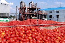 والي الطارف: نتوقع إنتاج 4.5 ملايين قنطار من الطماطم هذا الموسم
