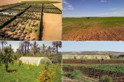 فتح التسجيل للراغبين في الاستفادة من أراضي الاستصلاح