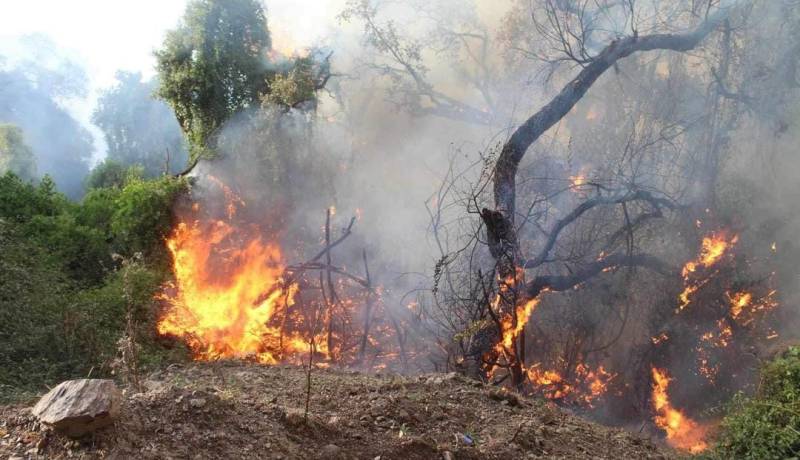 تسجيل 12 حريقا غابيا عبر 7 ولايات في الوسط والشرق