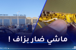 الجراد يغزو مطار  8 ماي 1945 وبعض بلديات سطيف