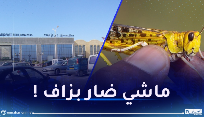 الجراد يغزو مطار  8 ماي 1945 وبعض بلديات سطيف