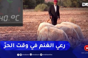 الشلف: بن حليمة.. راعي غنم يقود قطيعه في بيئة قاسية وحرارة شديدة
