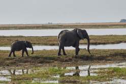قصة مأساوية.. سائح يحاول إنقاذ أحفاده فيموت دهسا تحت أقدام الفيل